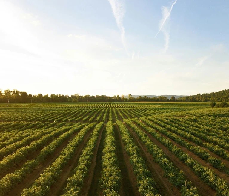 Ultrices sagittis orci a scelerisque purus semper eget duis at. Sollicitudin nibh sit amet.